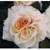Rosa COMTESSA