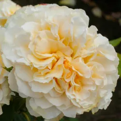 Rosa COMTESSA