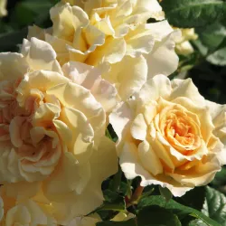 Rosa COMTESSA