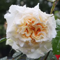 Rosa COMTESSA