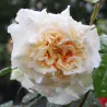 Rosa COMTESSA