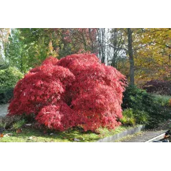 Plaštakinis klevas - Acer palmatum GARNET TOWER