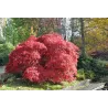 Plaštakinis klevas - Acer palmatum GARNET TOWER