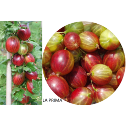 Agrastas - Ribes uva-crispa LAPRIMA P9
