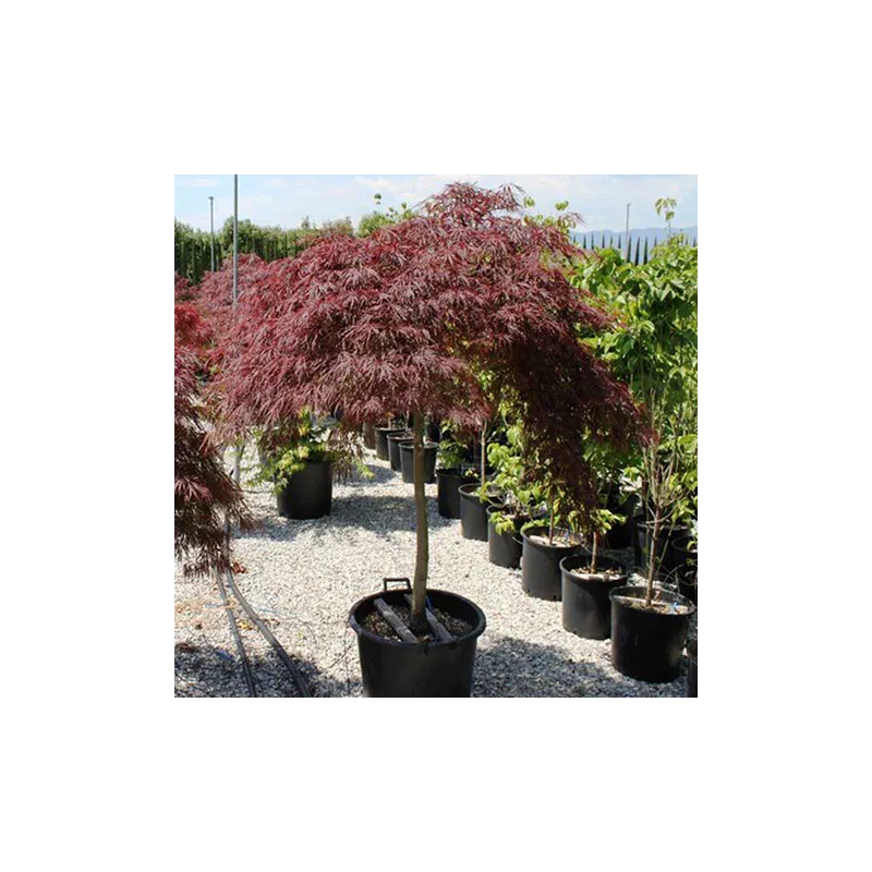 Plaštakinis klevas - Acer palmatum GARNET TOWER