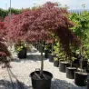 Plaštakinis klevas - Acer palmatum GARNET TOWER
