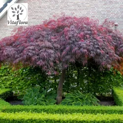 Acer palmatum GARNET TOWER