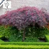Acer palmatum GARNET TOWER