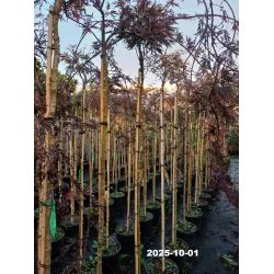 Acer palmatum GARNET TOWER