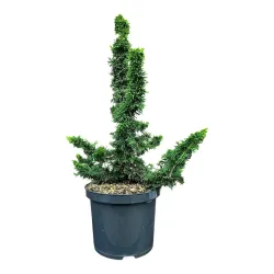 Vakarinė tuja - Thuja occidentalis SAGRADA