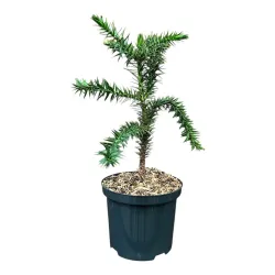 Čilinė araukarija - Araucaria araucana