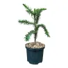 Čilinė araukarija - Araucaria araucana