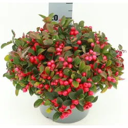 Bruknuolė XXL - pristatome visą lapkritį