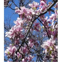 Garden plants/Trees/Flowers/ web-shop