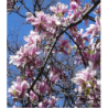 Sulanžo magnolija - Magnolia SOULANGIANA