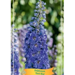Pentinius - Delphinium DARK BLUE