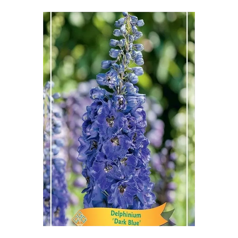 Delphinium DARK BLUE