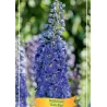Pentinius - Delphinium DARK BLUE