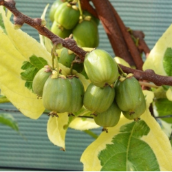 Smailialapė aktinidija - Actinidia arguta HOKEY-POKEY (SAVID.)