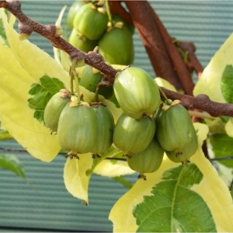 Smailialapė aktinidija - Actinidia arguta HOKEY-POKEY (SAVID.)