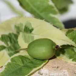 Smailialapė aktinidija - Actinidia arguta HOKEY-POKEY (SAVID.)