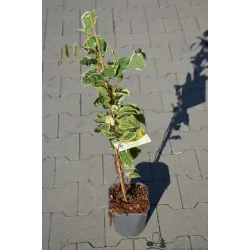 Smailialapė aktinidija - Actinidia arguta HOKEY-POKEY (SAVID.)