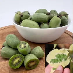 Smailialapių aktinidijų Issai sodinukai su pristatymu į namus