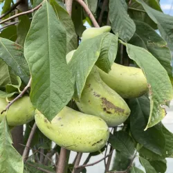 Triskiautė azimina - Asimina triloba CASPIAN