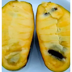 E-medelynas internete: vaismedžiai ir vaiskrūmiai