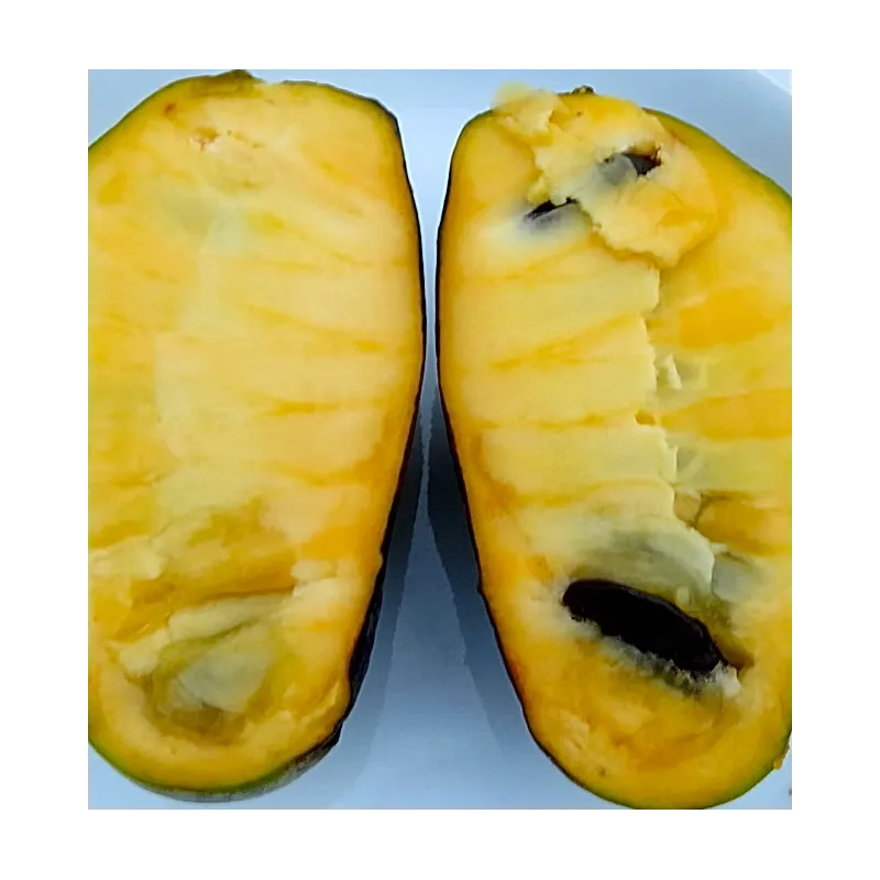 Triskiautė azimina - Asimina triloba CASPIAN