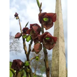 E-medelynas internete: vaismedžiai ir vaiskrūmiai