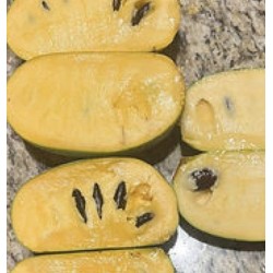 Triskiautė azimina - Asimina triloba NYOMIS DELICIUOS