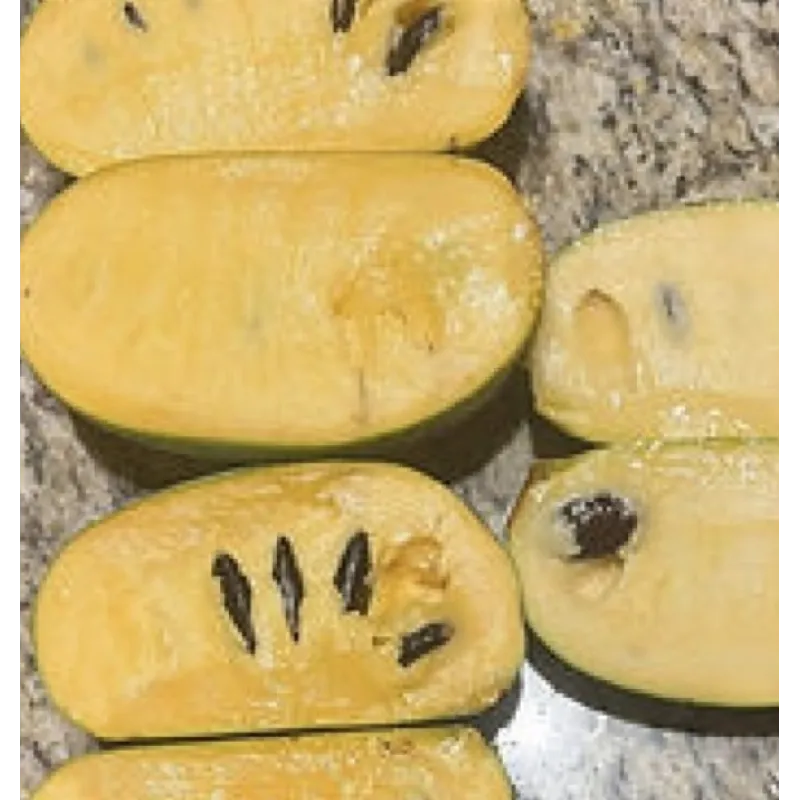 Triskiautė azimina - Asimina triloba NYOMIS DELICIUOS