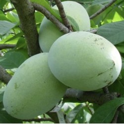 Triskiautė azimina - Asimina triloba SUNGLO (Sun-Glo, Sun glow)