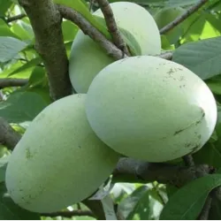 Triskiautė azimina - Asimina triloba SUNGLO (Sun-Glo, Sun glow)