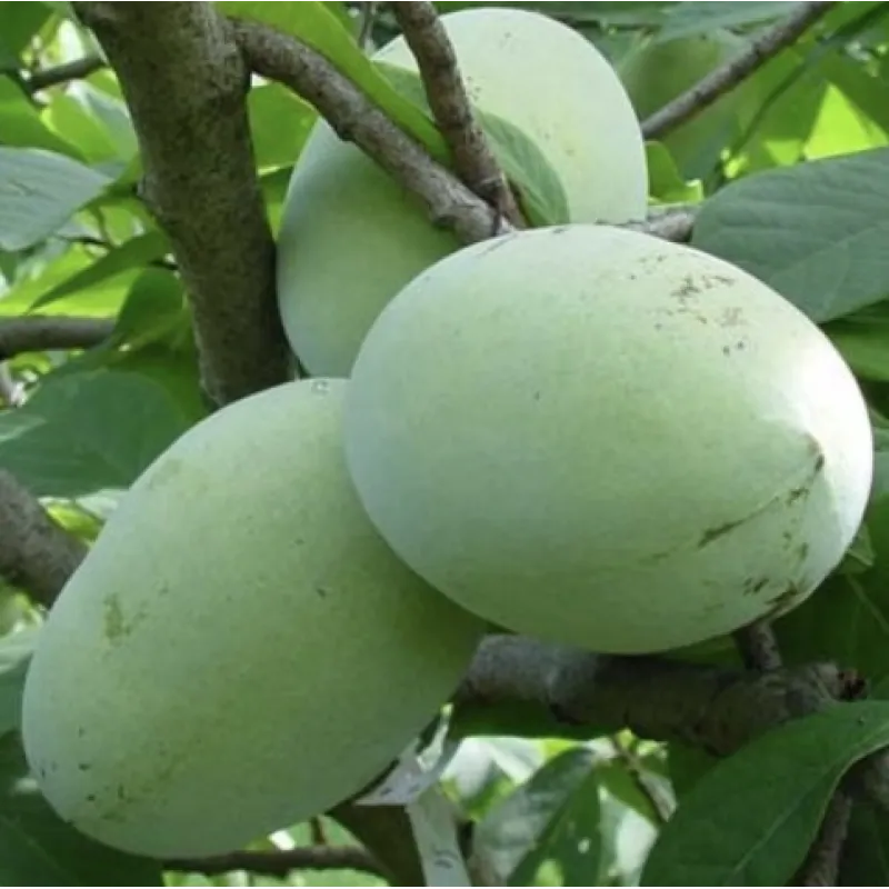 Triskiautė azimina - Asimina triloba SUNGLO (Sun-Glo, Sun glow)