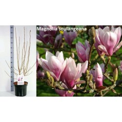 Sulanžo magnolija - MAGNOLIA SOULANGIANA