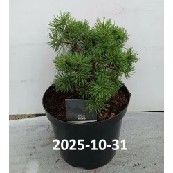 Užsisakyk augalus pavasariui jau dabar