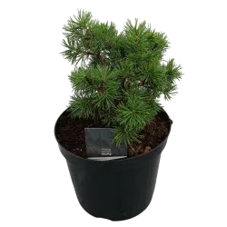 Užsisakyk augalus pavasariui jau dabar