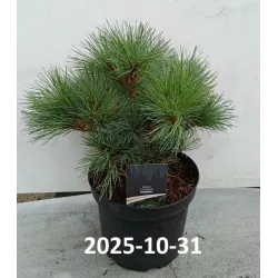 Garden plants/Trees/Flowers/ web-shop