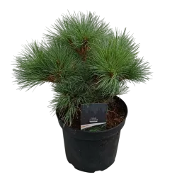 Garden plants/Trees/Flowers/ web-shop