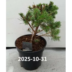 Paprastųjų pušų Norske Typ sodinukai su pristatymu į namus