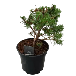 Paprastųjų pušų Norske Typ sodinukai su pristatymu į namus