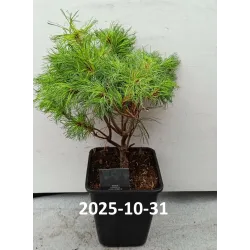 Veimutinė pušis - Pinus strobus TINY CURLS