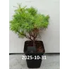 Veimutinė pušis - Pinus strobus TINY CURLS