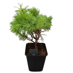 Garden plants/Trees/Flowers/ web-shop