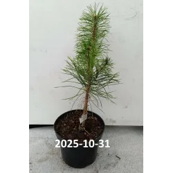 Paprastųjų pušų Norske Typ sodinukai su pristatymu į namus