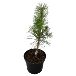 Paprastųjų pušų Norske Typ sodinukai su pristatymu į namus