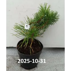 Kalninė pušis - Pinus uncinata