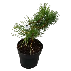 Kalninė pušis - Pinus uncinata